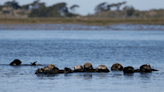 California sea otters may be reducing erosion as they recolonize historic habitats