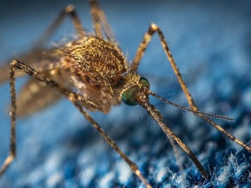 ¿Por qué los mosquitos pican más a unas personas que a otras?