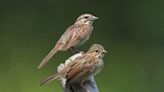 Margaret Morse Nice thought like a song sparrow and changed how scientists understand animal behavior