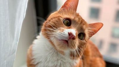 La historia de Luciano, el gatito perdido en Nueva York que conquistó a todos y consiguió un nuevo hogar