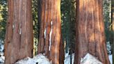 Kings Canyon National Park in California brings you to feet of giants