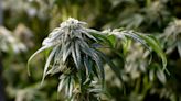 Oklahoma authorities seize more than 17,500 marijuana plants