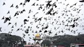 Concern over threat to Mysuru palace from excessive feeding of pigeons; DC asks officials to take necessary steps