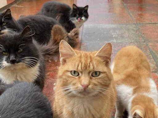 Feral cat colony discovered on remote Scottish isle