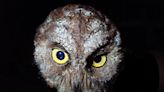 We discovered a new species of owl – but we already think it's in danger