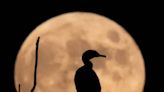 A wolf moon will rise over Kansas soon. Here’s the best time for you to catch a glimpse