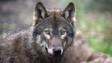 Grey 'wolf' seen eating deer in Gloucestershire among other sightings