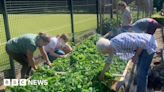 Couple seek someone to take over Salisbury community allotment