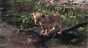 4. Adventure of the Lion Cubs