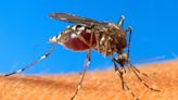 Mosquito diseases are here, but you can keep them from ruining your holiday