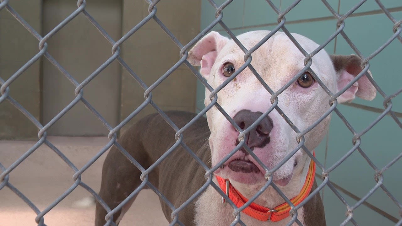 Some dogs return to Hillsborough County animal shelter after dog flu outbreak