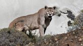 Rare sight as cougar hauls deer across Colorado ‘backyard’