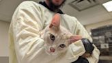 Animal shelter takes in nearly four dozen cats following closure of Pueblo Val U Stay Inn