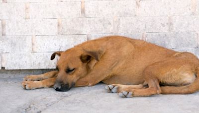 Turquía plantea sacrificar perritos callejeros si no son adoptados