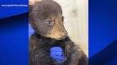 Bear cub pulled from tree for selfie recovering at NC wildlife refuge, could return to wild