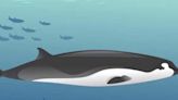Baleine à bec de Travers : que sait-on sur "la baleine plus rare au monde" ?