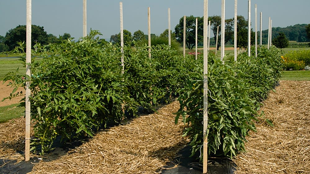 Ask the Master Gardener: Is it too late in the season to plant tomatoes?