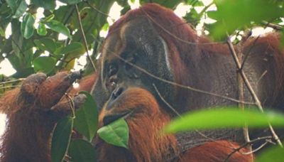 New orangutan behavior observed for the first time