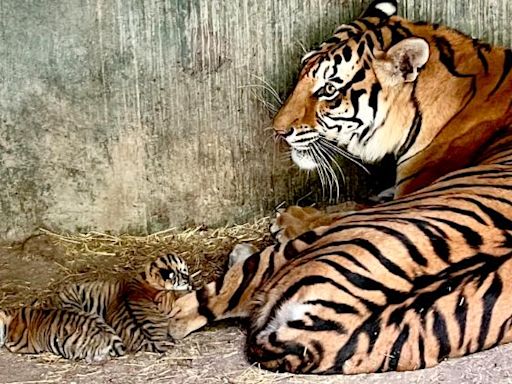 Nacieron crías de tigre de Bengala en el zoológico de Chihuahua