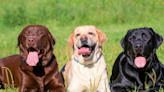 Doggy Daycare ‘Cooks Up’ a Fun Way to Show off All Their Labrador Retrievers