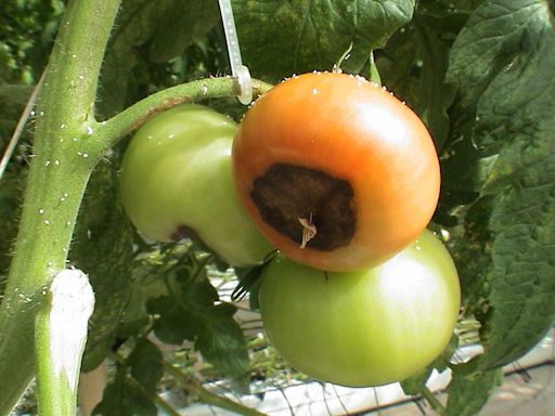 Are your tomato plants in a sorry state? Here are the causes, and the solutions