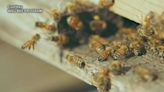 Honey bees at risk for colony collapse from longer, warmer fall seasons, per WSU research