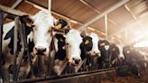 Bird flu strain in US cows shows minimal air spread in ferret study