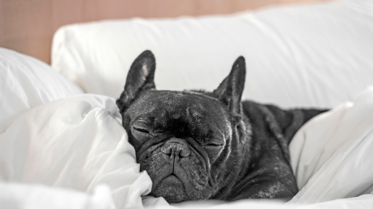 What Do Dogs Dream About? Vets Reveal Whether They Believe Pet Parents Pop Up in Their Pup's Dreams