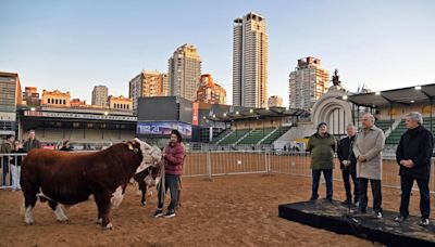 “Místico”, el primer animal en ingresar a la Expo Rural de Palermo y que homenajea a la Selección Argentina