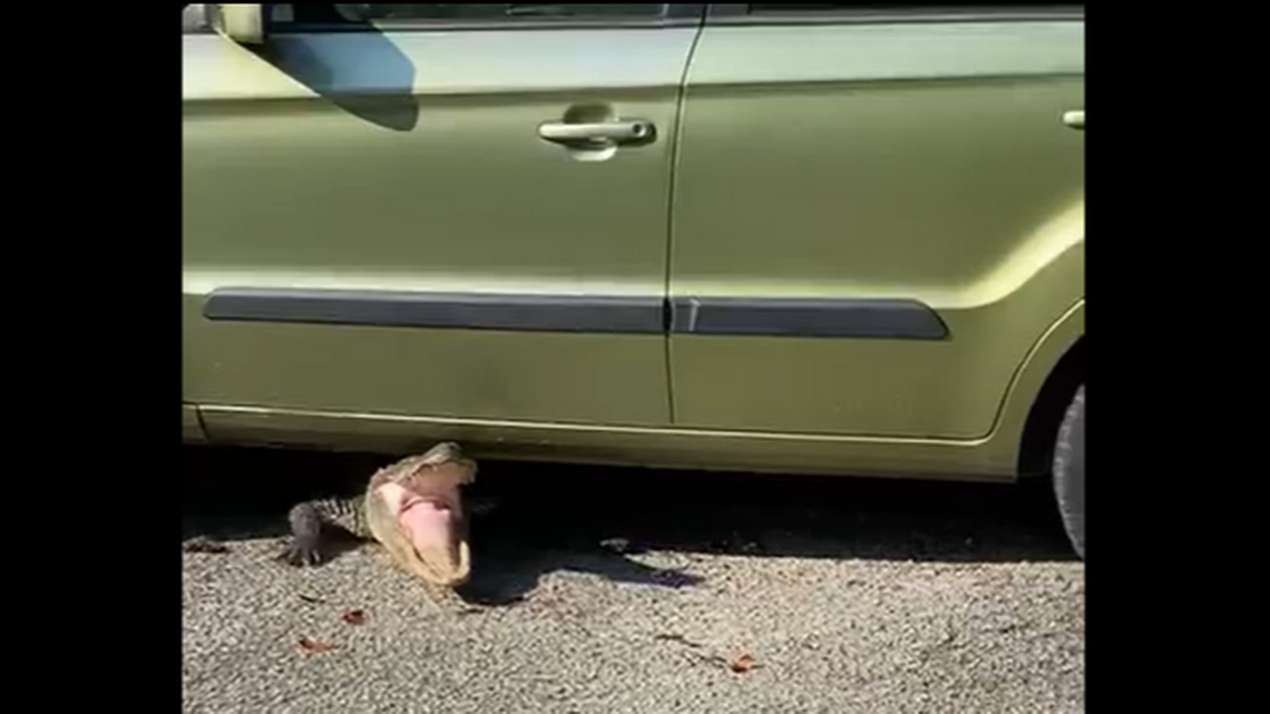 Angry 6-foot alligator found hiding under man’s car in South Carolina, video shows
