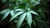DoJ formally moves to reclassify marijuana as less-dangerous drug