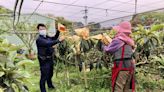 枇杷產季到 東勢警啟動護農專案宣導防竊措施 (圖)