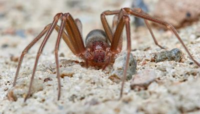 Qué es la peligrosa araña violinista que ha picado a una persona en Vizcaya: seis ojos y un veneno 10 veces más potente que el de una cobra