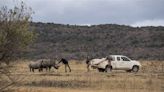 Usan material radiactivo para disuadir cazadores de rinocerontes en Sudáfrica | Teletica