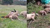 Más de 50 animales han muerto en extrañas circunstancias en Sogamoso: cabras y ovejas generan rumores sobre un supuesto ente paranormal