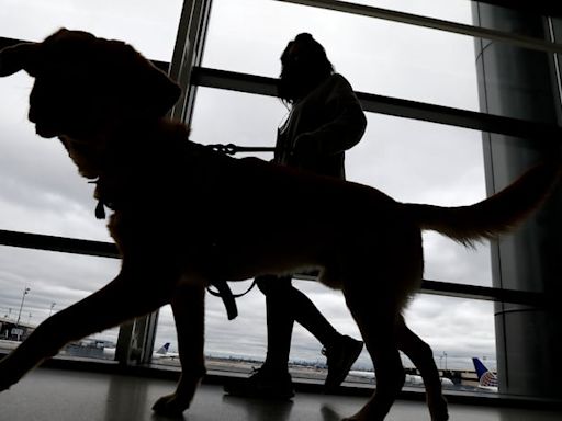 CDC announces new, tougher rules to bring a dog into U.S.