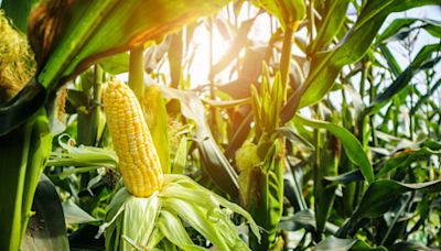 Become a corn-noisseur with these hacks that will shuck and a-maize you