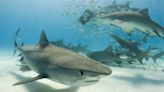 A beach in Long Island was temporarily shut down after 50 sharks were spotted swimming off the coast