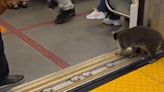 ‘Well-behaved’ raccoon rides Toronto subway during rush hour