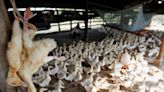 The full genome sequencing of Cambodia's bird flu strain took less than a day