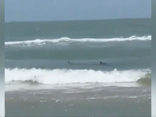 El brutal ataque de un tiburón en una playa de Texas deja cuatro heridos durante la festividad del 4 de julio