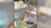 APD files search warrant after dead dogs found in south Austin creek