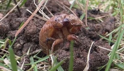 Cicadas could make an early emergence in Central Illinois