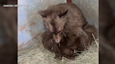 Starving black bear cub, found in New Mexico, on road to recovery