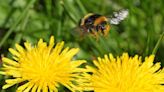 Gardeners ‘banned’ from weeding dandelions until July date after expert warning