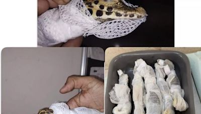 5 Juvenile Caiman Crocodiles Found in Trolley Bags at Mumbai Airport