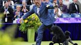 Miniature poodle named Sage wins best in show at Westminster Kennel Club