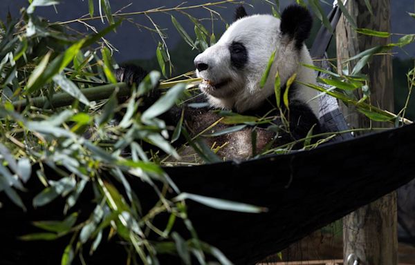 You can still see the Zoo Atlanta pandas before they leave