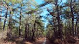 Fire plan would cut 2.4 million New Jersey Pinelands trees