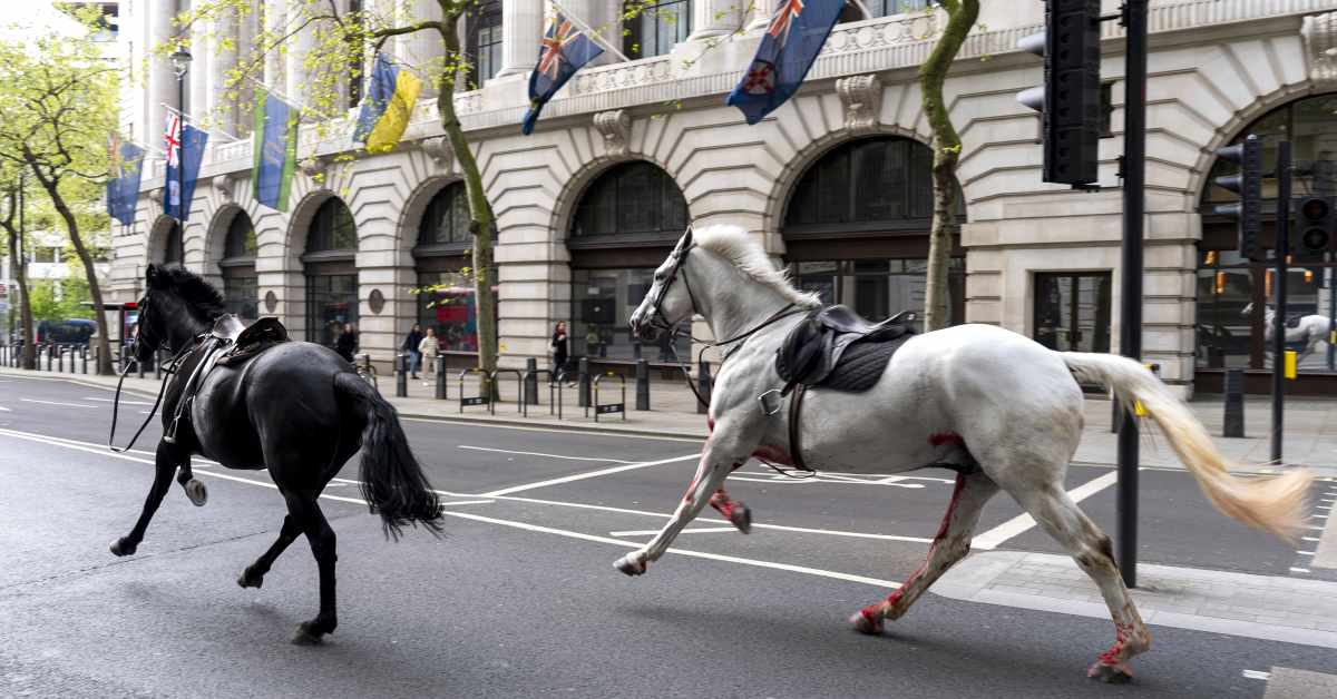 Military Horses Run Amok In Downtown London